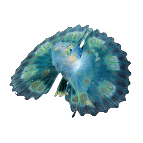 Larval lionfish
