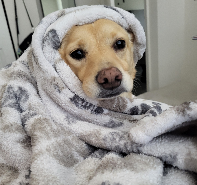 My dog Luna wrapped in a blanket